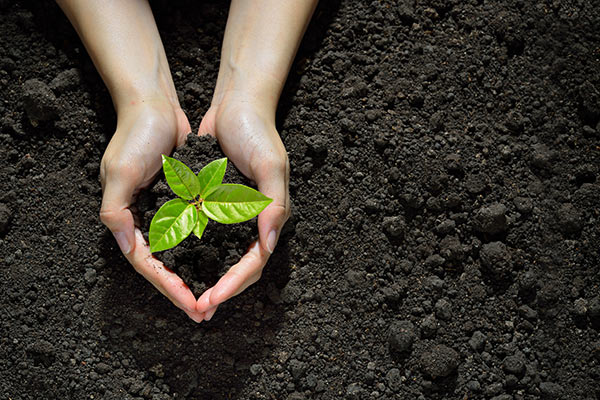 Conservationist - photo of hands holding plant